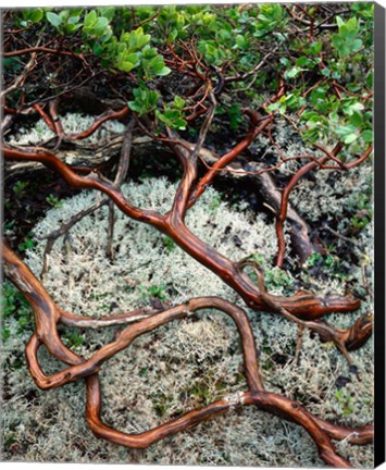 Framed Manzanita Plant Roots On A Bed Of Moss Print