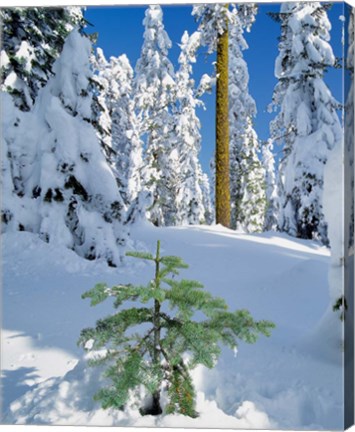 Framed Scenic Of New Snow On Forest, Oregon Print