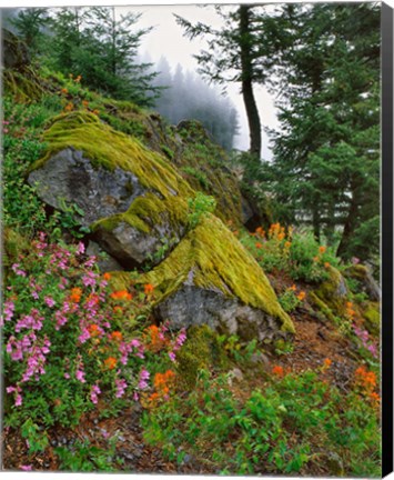 Framed Scenic View Of Mt Hood National Forest, Oregon Print