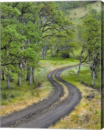 Framed Road Lined With Oak Trees, Oregon Print