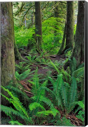 Framed Scenic Forest, Oregon Print