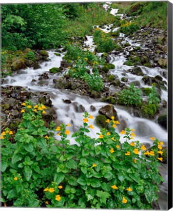 Framed Yellow Monkeyflowers Along Wahkeena Creek, Oregon Print