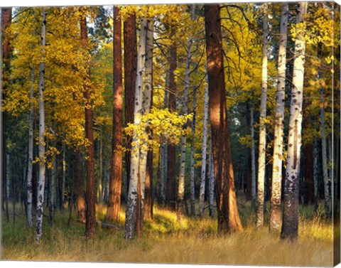 Framed Aspen And Ponderosa Trees In Autumn, Deschutes National Forest Print