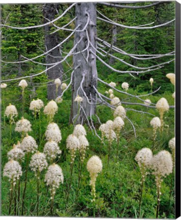 Framed Beargrass Around Dead Evergreen, Oregon Print