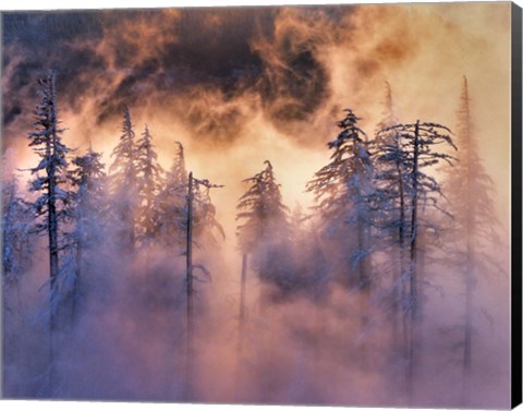 Framed Evergreens In Fog, Mt Hood National Forest, Oregon Print