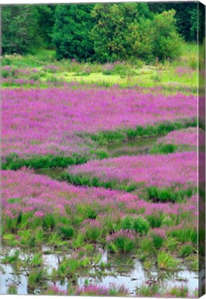 Framed Purple Loosestrife Flowers In A Marsh, Oregon Print