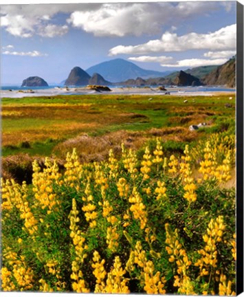 Framed Landscape Of Yellow Lupine, Oregon Print