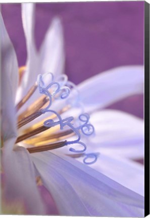 Framed Close-Up Of A Chicory Wildflower Print