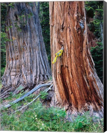 Framed Two Incense Cedar Trees, Oregon Print