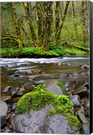 Framed Wilson River, Oregon Print