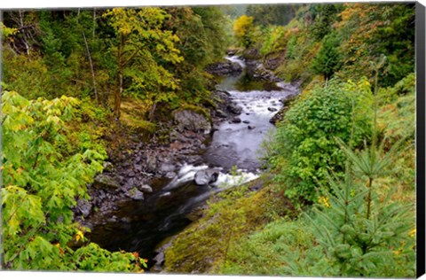 Framed Wilson River Landscape, Oregon Print