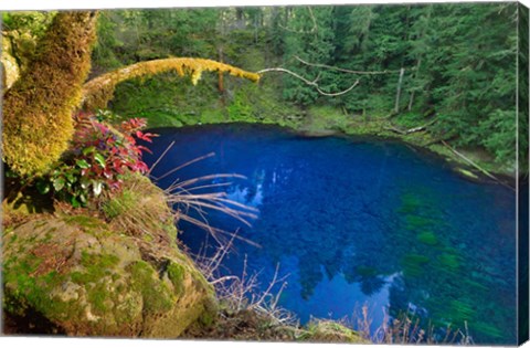 Framed Oregon Blue Or Tamolitch Pool On Mckenzie River Print