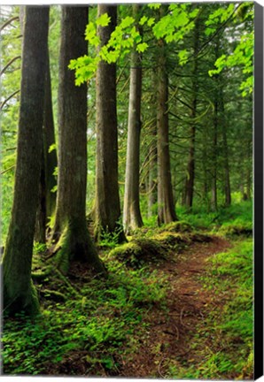 Framed Forest Scenic Trail, Oregon Print