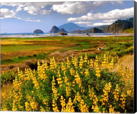 Framed Coastal Landscape With Yellow Lupine, Oregon Print