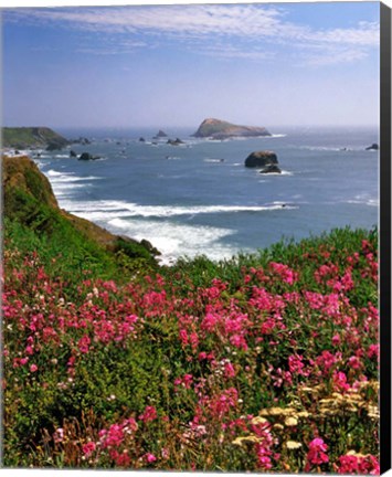 Framed Ocean Landscape Of Goat Rock And Sweet Peas, Oregon Print