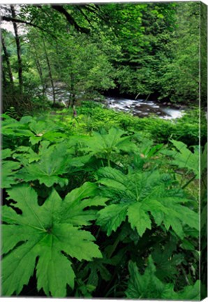 Framed Scenic View Of Little Sandy River, Oregon Print