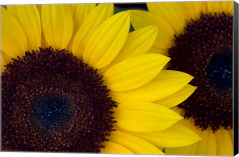 Framed Close-Up Detail Of Dune Sunflowers Print