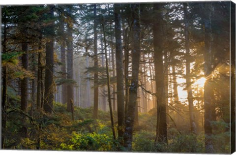 Framed Sunset Rays Penetrate The Forest In The Siuslaw National Forest Print