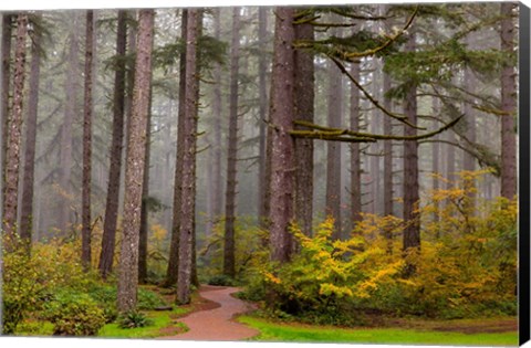 Framed Forest Fog In Sliver Falls State Park, Oregon Print