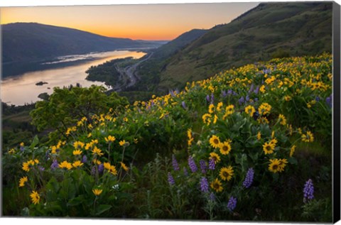 Framed Wildflowers At Rowena Plateau,  Oregon Print