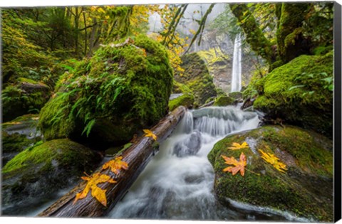 Framed Autumn At Elowah Falls, Oregon Print