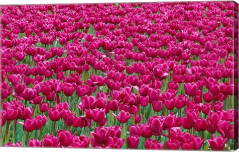 Framed Field Of Purple Tulips In Spring, Willamette Valley, Oregon Print