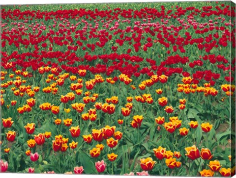 Framed Field Of Colorful Tulips In Spring, Willamette Valley, Oregon Print