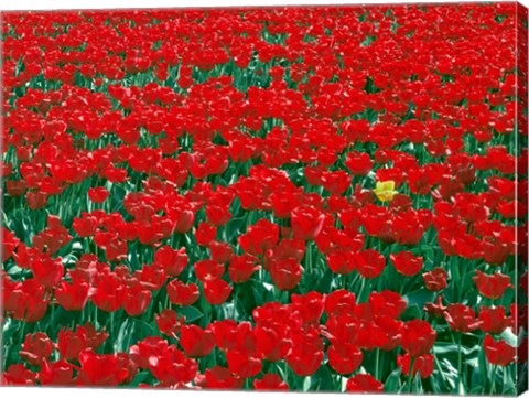 Framed Lone Yellow Tulip Among Field Of Red Tulips, Oregon Print