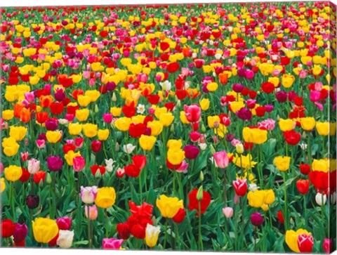 Framed Field Of Bright Tulips In Spring, Oregon Print