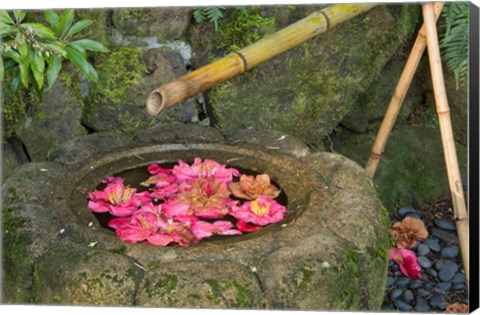 Framed Water Basin Flowers, Portland Japanese Garden, Oregon Print