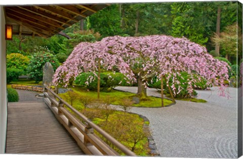 Framed Weeping Cherry Tree, Portland Japanese Garden, Oregon Print