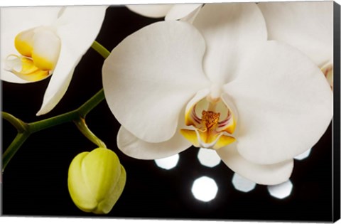 Framed White Hybrid Orchids On Black Print