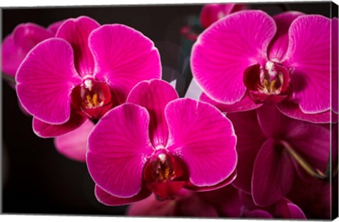 Framed Purple Hybrid Orchids On Black Print