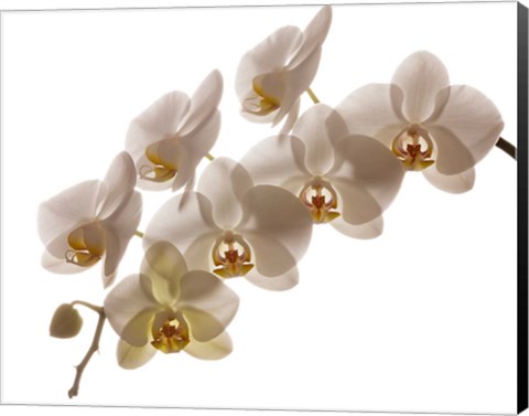 Framed White Hybrid Orchids On White Print