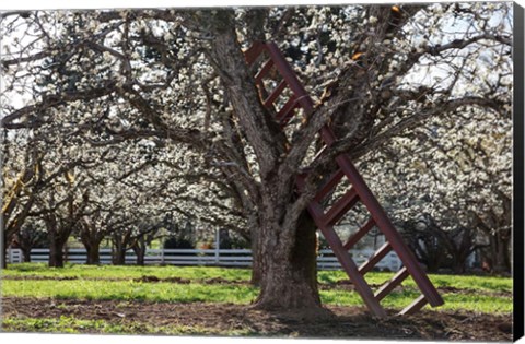 Framed Ladder In An Orchard Tree, Oregon Print