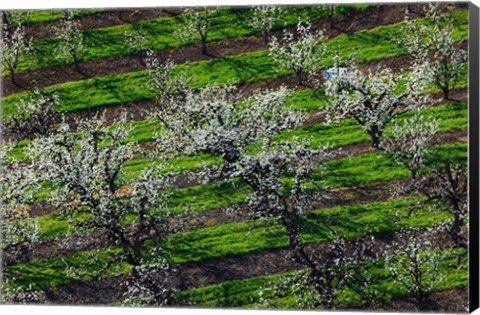 Framed Rows Of Orchard Trees, Oregon Print