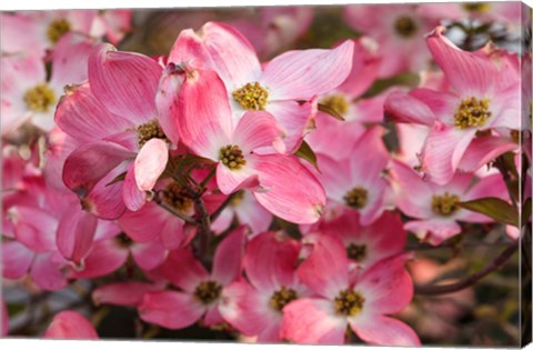 Framed Pink Flowering Dogwood Print