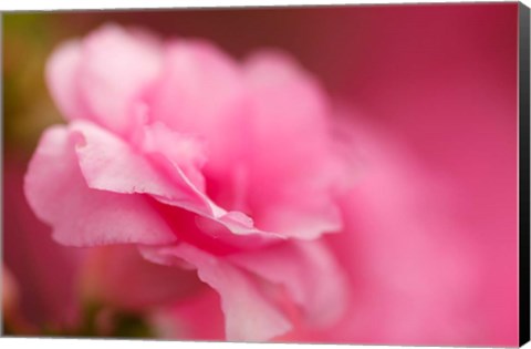 Framed Bright Pink Azalea Print