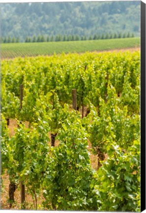 Framed Winery And Vineyard In Dundee Hills, Oregon Print