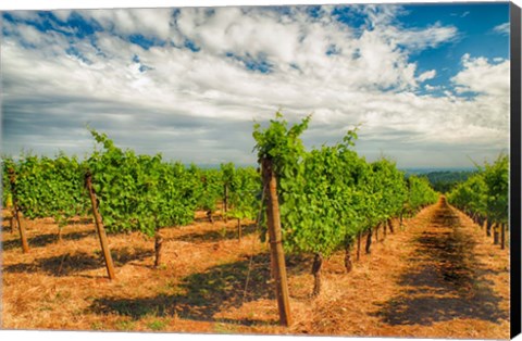 Framed Dundee Hills Vineyard, Oregon Print