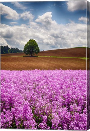 Framed Willamette Valley Of Oregon Print