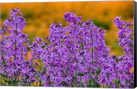 Framed Rocket Plants In Full Bloom, Oregon Print