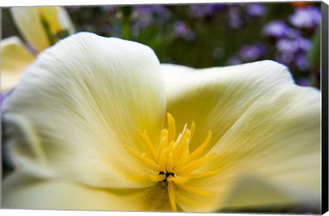 Framed Close-Up Of Poppy In Bloom Print