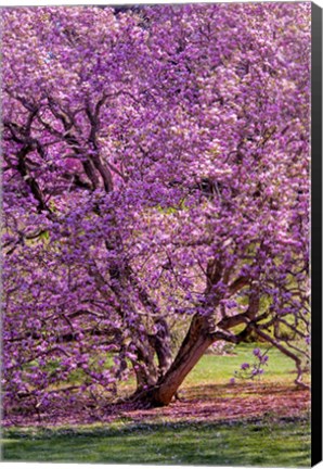 Framed Tree In Bloom, Pennsylvania Print