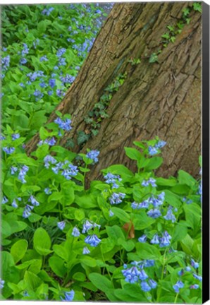 Framed Spring Flowers Blossoming Around A Tree Trunk Print