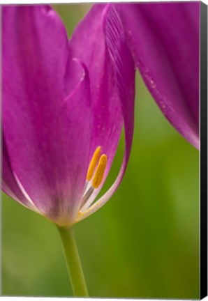 Framed Detail Of Purple Tulips Print