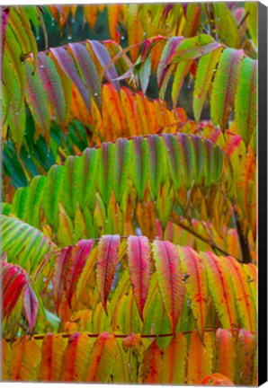 Framed Autumn Neon Colors Of Staghorn Sumac Leaves In The Rain Print