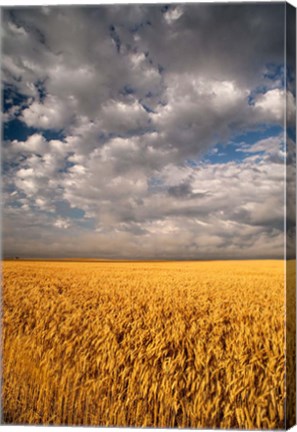 Framed Summer Morning Wheat Fields, South Dakota Print