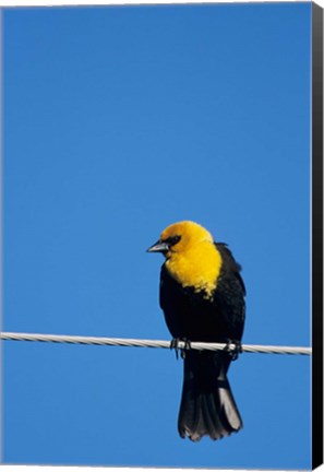 Framed Yellow-Headed Blackbird On A Power Line Print