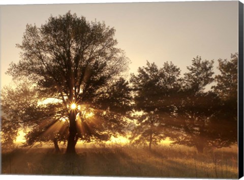 Framed Sunrise Through Fog And Trees At Cades Cove Print